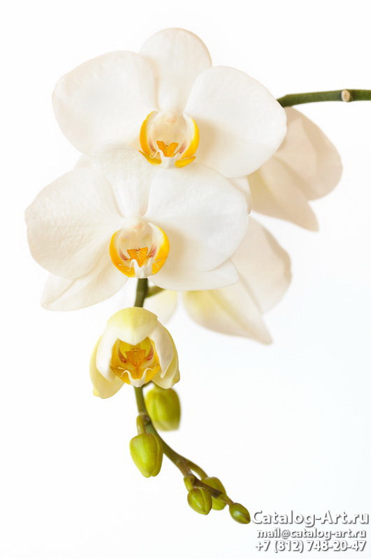 Натяжные потолки с фотопечатью - Белые орхидеи 46
